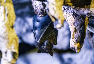 bat genomes analysis