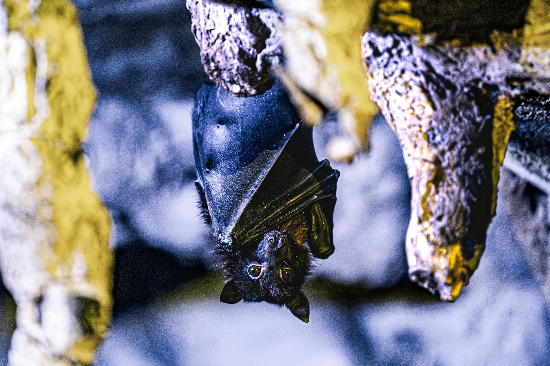 bat genomes analysis